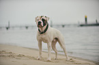 American Bulldog