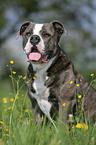 American Bulldog