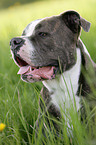 American Bulldog