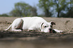 lying American Bulldog