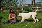 playing American Bulldog