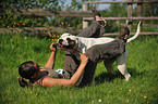 playing American Bulldog