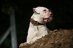 lying American Bulldog