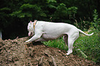 digging American Bulldog