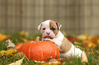 American Bulldog Puppy