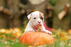 American Bulldog Puppy