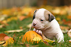 American Bulldog Puppy