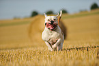 running American Bulldog