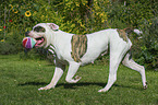 playing American Bulldog