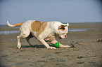 playing American Bulldog