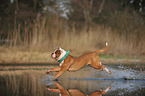 running American Bulldog