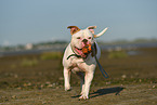 playing American Bulldog