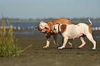 American Bulldogs