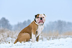 sitting American Bulldog