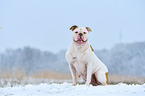 sitting American Bulldog