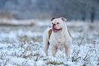 American Bulldog