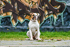 sitting American Bulldog