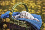 American Bulldog Puppy in a basket