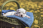 American Bulldog Puppy in a basket