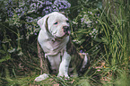 sitting American Bulldog Puppy