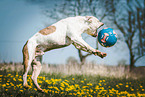 running American Bulldog