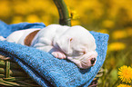 American Bulldog Puppy in a basket