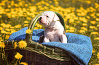 American Bulldog Puppy in a basket