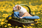 American Bulldog Puppy in a basket