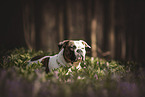 American Bulldog in the forest