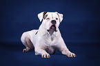 lying American Bulldog