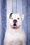 American Bulldog portrait