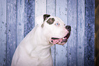 American Bulldog portrait