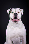 American Bulldog portrait