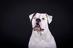 American Bulldog portrait