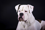 lying American Bulldog