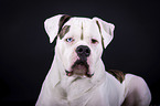 lying American Bulldog