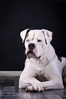 lying American Bulldog