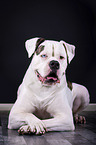 lying American Bulldog