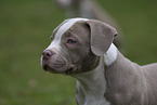 American Bulldog Puppy