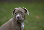 American Bulldog Puppy