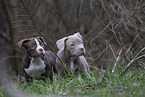 American Bulldog Puppies