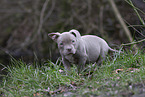 American Bulldog Puppy