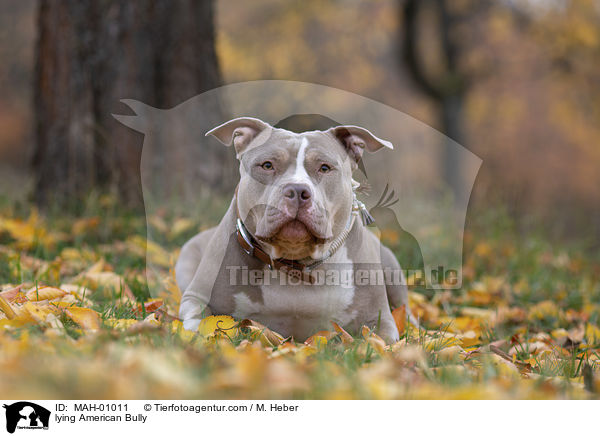 lying American Bully / MAH-01011