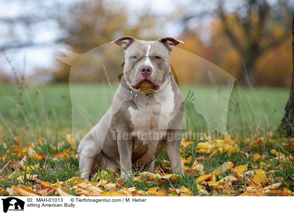 sitzender American Bully / sitting American Bully / MAH-01013