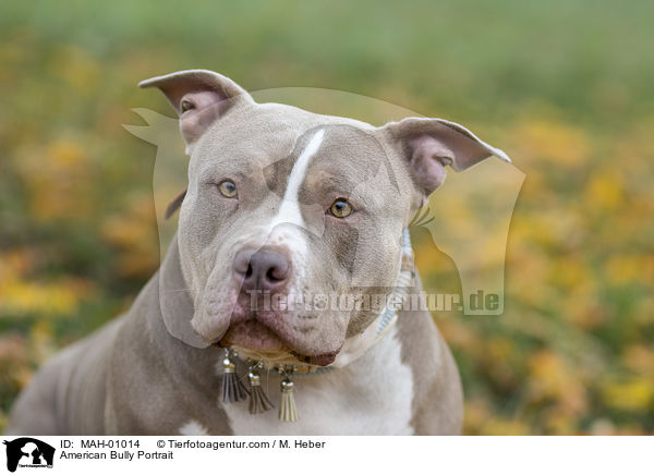 American Bully Portrait / American Bully Portrait / MAH-01014