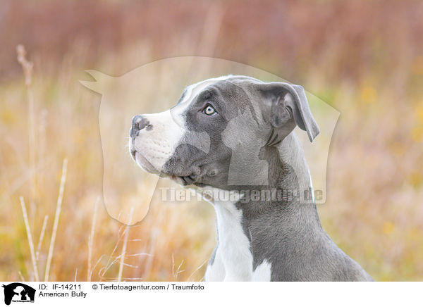 American Bully / American Bully / IF-14211