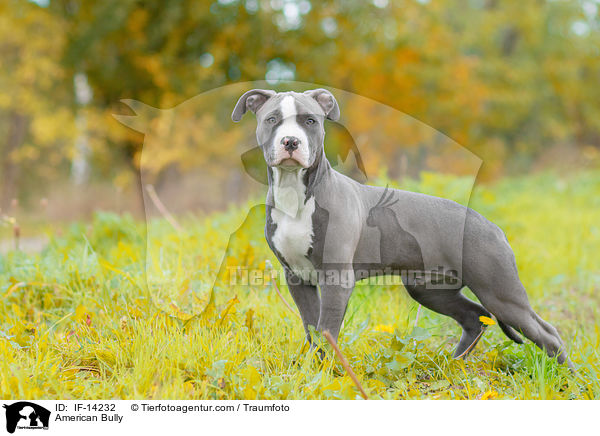 American Bully / American Bully / IF-14232