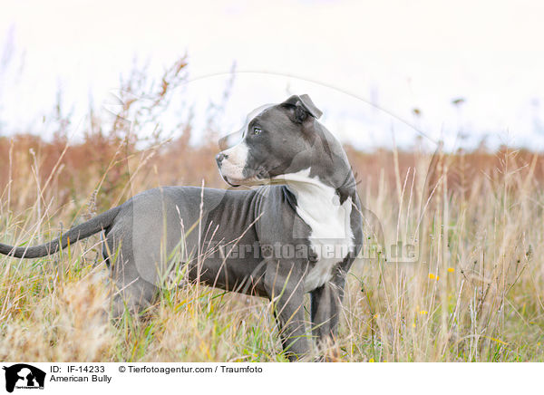 American Bully / American Bully / IF-14233