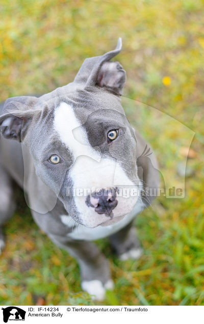 American Bully / American Bully / IF-14234