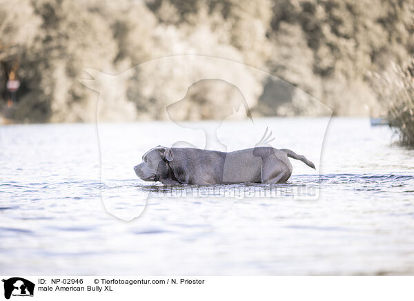 American Bully XL Rde / male American Bully XL / NP-02946